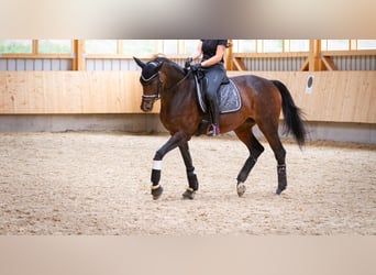 Hannoveraner, Stute, 15 Jahre, 170 cm, Brauner