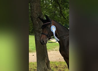 Hannoveraner, Stute, 15 Jahre, 170 cm, Brauner