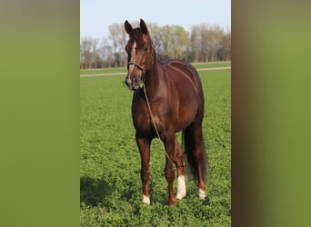 Hannoveraner, Stute, 15 Jahre, 170 cm, Dunkelfuchs