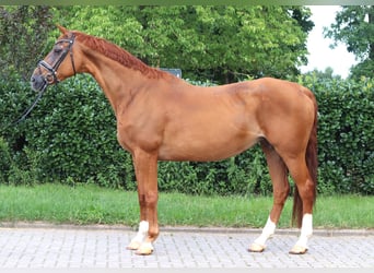Hannoveraner, Stute, 15 Jahre, 170 cm, Fuchs