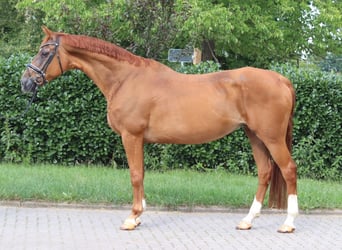 Hannoveraner, Stute, 15 Jahre, 170 cm, Fuchs