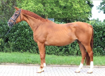 Hannoveraner, Stute, 15 Jahre, 170 cm, Fuchs