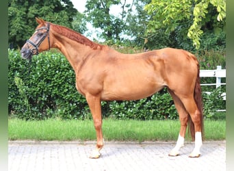 Hannoveraner, Stute, 15 Jahre, 170 cm, Fuchs