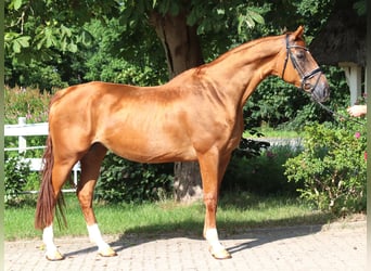 Hannoveraner, Stute, 15 Jahre, 170 cm, Fuchs
