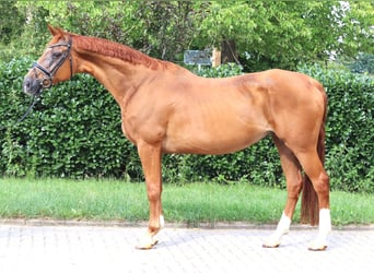 Hannoveraner, Stute, 15 Jahre, 170 cm, Fuchs