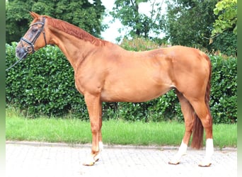 Hannoveraner, Stute, 15 Jahre, 170 cm, Fuchs