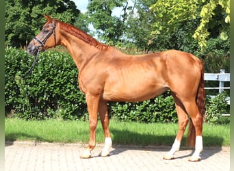 Hannoveraner, Stute, 15 Jahre, 170 cm, Fuchs
