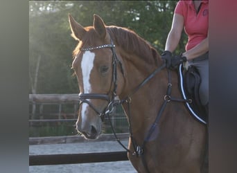 Hannoveraner, Stute, 15 Jahre, 170 cm, Fuchs