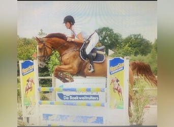 Hannoveraner, Stute, 15 Jahre, 170 cm, Fuchs