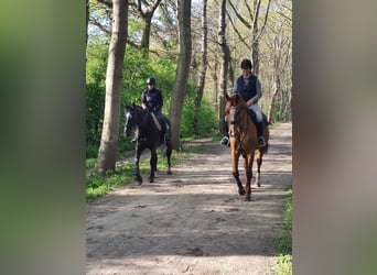 Hannoveraner, Stute, 15 Jahre, 170 cm, Fuchs