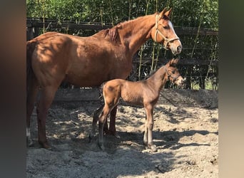 Hannoveraner, Stute, 15 Jahre, 170 cm, Fuchs