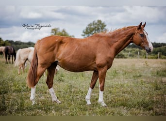 Hannoveraner, Stute, 15 Jahre, 170 cm, Fuchs