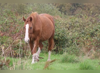 Hannoveraner, Stute, 15 Jahre, 170 cm, Fuchs