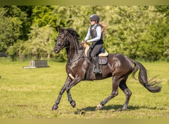 Hannoveraner, Stute, 15 Jahre, 170 cm, Rappe