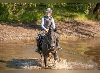 Hannoveraner, Stute, 15 Jahre, 170 cm, Rappe