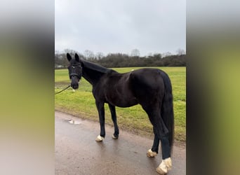 Hannoveraner, Stute, 15 Jahre, 170 cm, Rappe