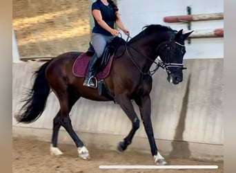 Hannoveraner, Stute, 15 Jahre, 170 cm, Rappe