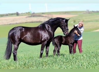 Hannoveraner, Stute, 15 Jahre, 170 cm, Rappe