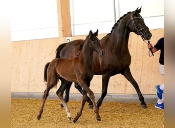 Hannoveraner, Stute, 15 Jahre, 170 cm, Rappe