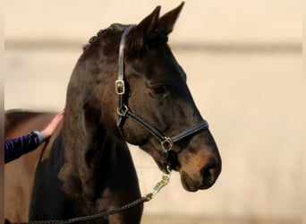 Hannoveraner, Stute, 15 Jahre, 170 cm, Schwarzbrauner