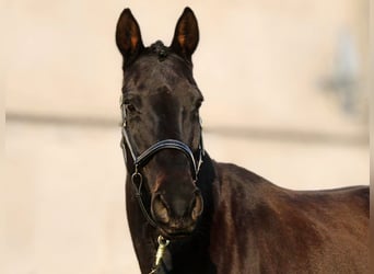 Hannoveraner, Stute, 15 Jahre, 170 cm, Schwarzbrauner