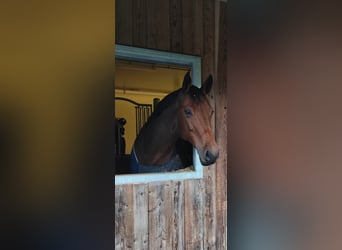 Hannoveraner, Stute, 15 Jahre, 171 cm, Brauner