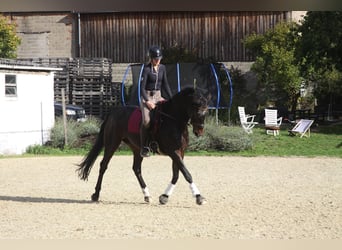 Hannoveraner, Stute, 15 Jahre, 172 cm, Dunkelbrauner