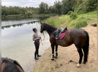 Hannoveraner, Stute, 15 Jahre, 172 cm, Dunkelbrauner