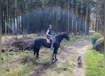 Hannoveraner, Stute, 15 Jahre, 172 cm, Dunkelbrauner