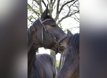 Hannoveraner, Stute, 15 Jahre, 172 cm, Dunkelbrauner