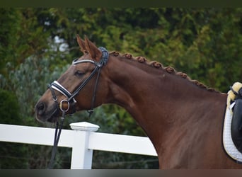 Hannoveraner, Stute, 15 Jahre, 172 cm, Dunkelfuchs