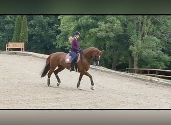 Hannoveraner, Stute, 15 Jahre, 172 cm, Fuchs