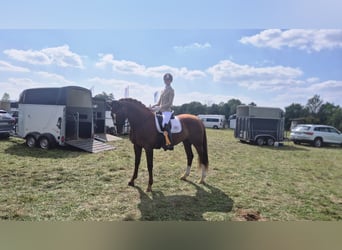 Hannoveraner, Stute, 15 Jahre, 172 cm, Fuchs