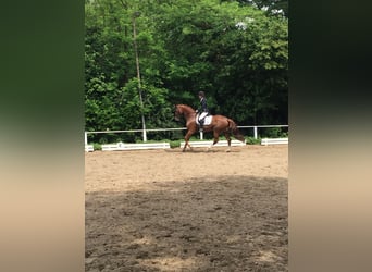 Hannoveraner, Stute, 15 Jahre, 172 cm, Fuchs