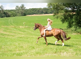 Hannoveraner, Stute, 15 Jahre, 172 cm, Fuchs