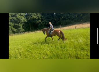 Hannoveraner, Stute, 15 Jahre, 172 cm, Fuchs