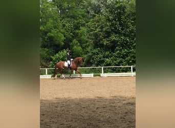 Hannoveraner, Stute, 15 Jahre, 172 cm, Fuchs