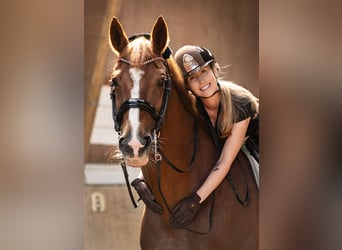 Hannoveraner, Stute, 15 Jahre, 172 cm, Fuchs