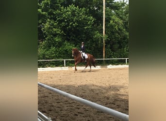 Hannoveraner, Stute, 15 Jahre, 172 cm, Fuchs