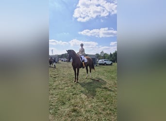 Hannoveraner, Stute, 15 Jahre, 172 cm, Fuchs