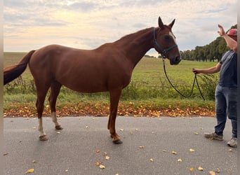 Hannoveraner, Stute, 15 Jahre, 172 cm, Fuchs