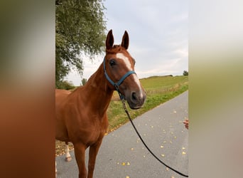 Hannoveraner, Stute, 15 Jahre, 172 cm, Fuchs