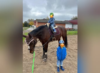 Hannoveraner, Stute, 15 Jahre, 173 cm, Brauner