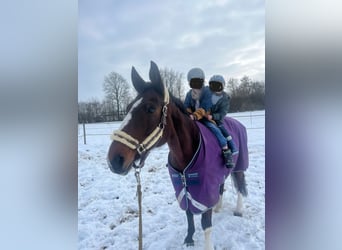 Hannoveraner, Stute, 15 Jahre, 173 cm, Brauner