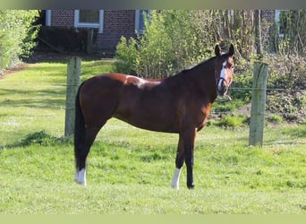 Hannoveraner, Stute, 15 Jahre, 173 cm, Brauner