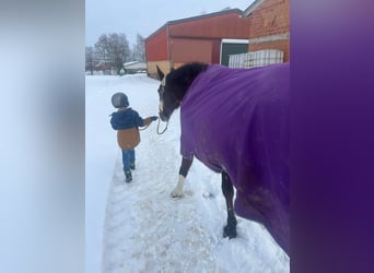 Hannoveraner, Stute, 15 Jahre, 173 cm, Brauner