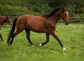 Hannoveraner, Stute, 15 Jahre, 173 cm, Brauner