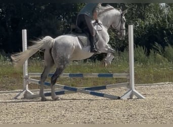 Hannoveraner, Stute, 15 Jahre, 175 cm, Apfelschimmel