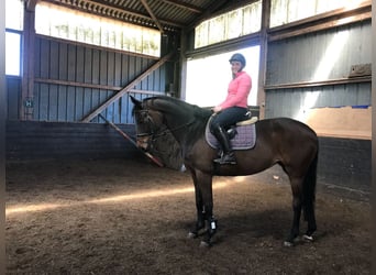 Hannoveraner, Stute, 15 Jahre, 175 cm, Brauner