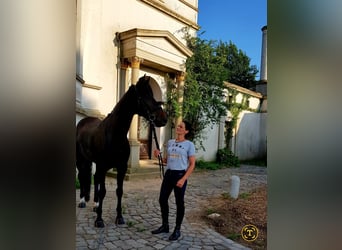 Hannoveraner, Stute, 15 Jahre, 175 cm, Dunkelbrauner